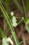 Slender yellow woodsorrel